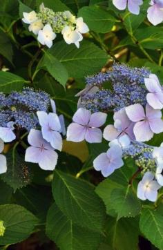 Lake Quinault Lodge, WA - amazing lodge with beautiful hydrangeas #olympicnationalpark