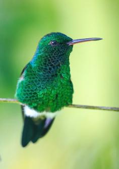 Cooper-rumped Hummingbird by p.curcis on Flickr.