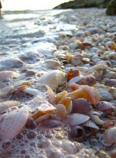 Sea shell covered beach. Blind Pass, Sanibel Island, Florida