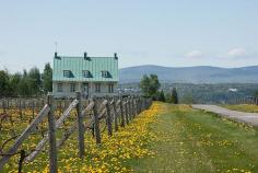 Vignoble de l'île d'Orléans, QC