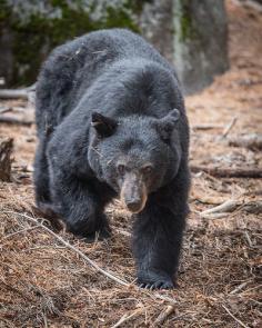 California bear