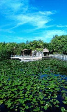 Don't Feed the Alligators #florida #everglades www.flyeattravel....