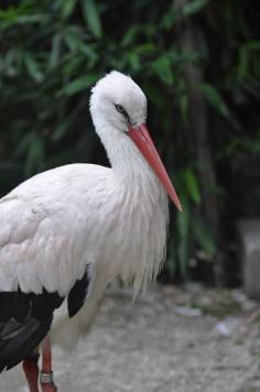 Ciconia ciconia (family: Ciconiidae) at Fukuoka City Zoological Garden.