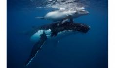 mother and calf, Tonga