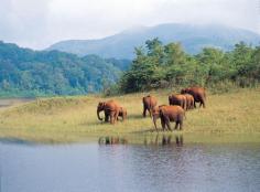 Periyar Wildlife Sanctuary and national park