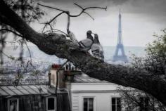 LOVEBIRDS IN PARIS