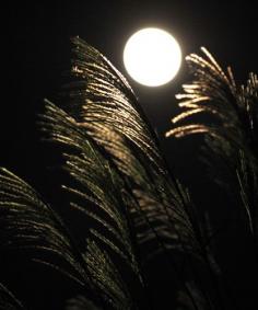 Autumn moon