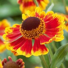 Fall flowers - Helenium #fallcolor