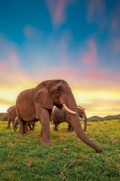 magicalnaturetour: “ Photo “Epic Ellies” by Brendon Jennings ”