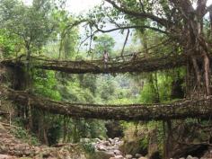 The "Living" bridges of the Indian rain forest. This is pretty epic.