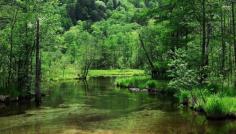 Forest in Kamikochi mountain.