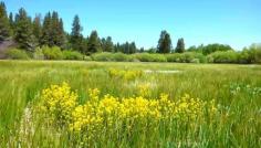 A beautiful meadow in South lake Tahoe. Flowers, waving grass, a family of ducks swimming in the pond and edged with tall, stately Redwoods.