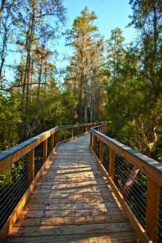 Conservation Park Boardwalk // Panama City