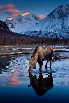 Moose drinking, Alaska, United States.