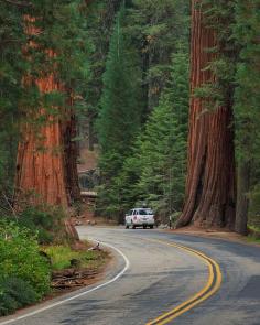 Giant a Sequoias