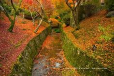 Kyoto - Autumn leaves at Tofukuji. Best time: Last week of November Access: Just one stop from Kyoto Station to Tofukuji Station on Nara Line.