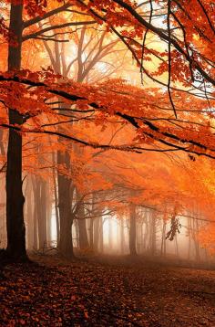 Autumn - a walk in the woods #fall #autumn #fallleaves