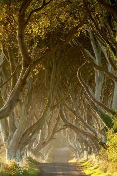 The Dark Hedges, County Antrim, Northern Ireland, England