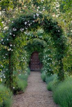 arbor-covered path