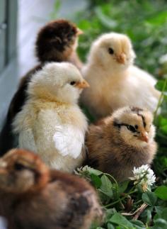 Baby chicks.