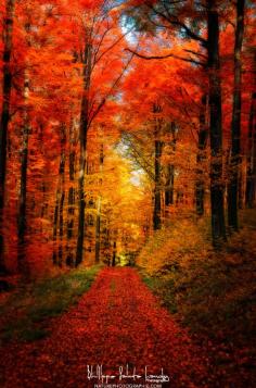 Forest Garden -  Autumn in forest, Strasbourg, France