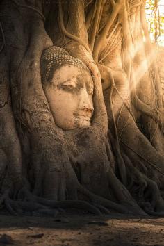 Buddha Head in Tree,Wat Mahathat, Thailand