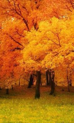 Yellow and Orange Autumn