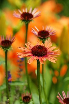 Orange Coneflower #autumnflowers