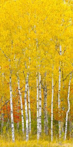 Chequamegon National Forest, Wisconsin; photo by Igor Menaker #fall #color