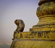 The incredible monkeys at Mt Popa in Myanmar. Of course they are cheeky as hell so watch your stuff - but you do get some great shots from this temple. The temple is situated at the top of 777 stairs, but is well worth it for the views. Discovered by 5 Dollar traveller at Mt Popa, Mandalay, Myanmar