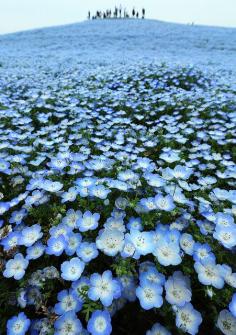 Hitachi easide Park, Ibaraki, Japan