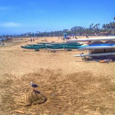 Seagull on the beach in Santa Barbara. Photo courtesy of zeetzjones on Instagram.