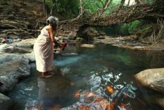 The "Living" bridges of the Indian rain forest. This is pretty epic.