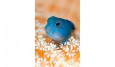 blue blenny, Indonesia