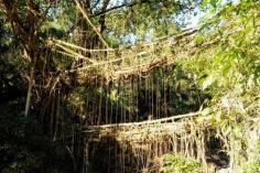 The "Living" bridges of the Indian rain forest. This is pretty epic.