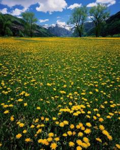 Fields of Gold