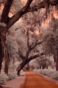 Bonaventure cemetery, Savannah, GA