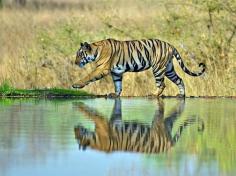 Ranthambore National Park Sawai Madhopur Rajasthan India