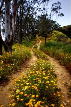 Lovely spring landscape, wildflower way...