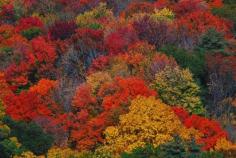 Fall Foliage in New England