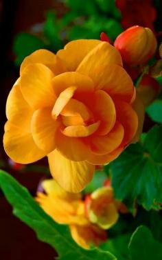 Tangerine rose