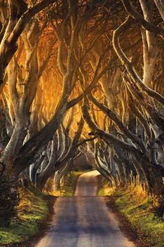 The Dark Hedges, County Antrim, Northern Ireland, England