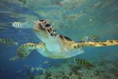 green sea turtle