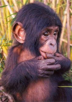 Baby Bonobo