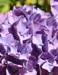 Lake Quinault Lodge, WA - this lodge has beautiful hydrangeas all around the property. #hydrangeas