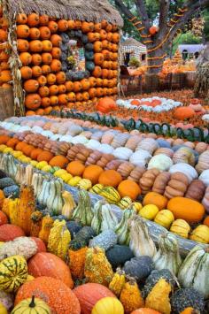 Pumpkin Village at the Dallas Arboretum and Botanical Garden