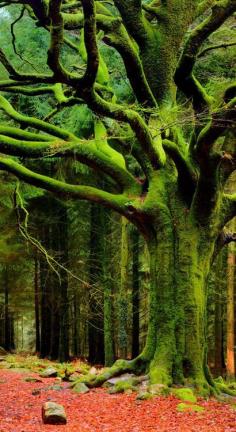 'Broceliande:  The Beech of Ponthus' in Le   Perthuis-Neanti, Brittany, France - photo by Phillippe Manguin Photographies,   via Flickr