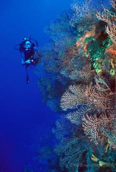 The Palancar Reef, Cozumel. I wish I had an underwater camera to capture our dives!