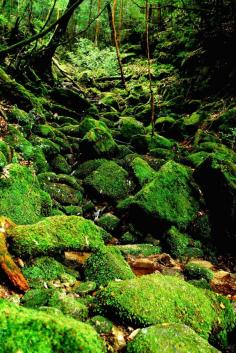 Yakushima, Kagoshima, Japan