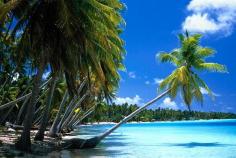 Leaning Palm Tree, Tahiti